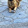 Azur a rejoint le concours — aidez-le/la à gagner de superbes lots ! dog, barking, can, stone_pavement, outdoor, brown_fur, fluffy, pet, animal, mouth_open, teeth, tail, paws, wall, texture, daylight, sitting, guarding, can_in_paws, alert