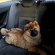 Azur a rejoint le concours — aidez-le/la à gagner de superbes lots ! animal, backseat, black_seat, canine, car_interior, cute, dog, domestic_animal, ears, fluffy, fur, indoor, looking, pet, puppy, relaxing, seatbelt, tail, window, young_dog