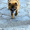 Azur a rejoint le concours — aidez-le/la à gagner de superbes lots ! animal, black_face, brown, canine, daylight, dog, ears, fluffy, footpath, fur, happy, muzzle, nature, outdoor, pavement, pet, single_animal, stone_path, tail, walking