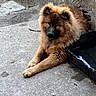 Azur participe au concours pour gagner de l'argent avec cette photo : dog, fluffy, brown, concrete, wall, outdoor, relaxed, animal, pet, canine, resting, fur, guard, nature, daylight, muzzle, ears, paws, sidewalk, companion