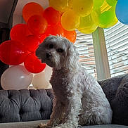 Ruby is registered to the contest to win money with this photo: balloons, celebration, colorful, couch, cozy, curious, cute, decor, dog, fluffy, furniture, home, indoor, light, pet, portrait, rainbow, sitting, white_dog, window