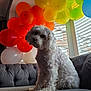 balloons, celebration, colorful, couch, cozy, curious, cute, decor, dog, fluffy, furniture, home, indoor, light, pet, portrait, rainbow, sitting, white_dog, window
