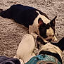 Cooper is registered to the contest to win money with this photo: animal, black, boston_terrier, canine, carpet, cute, dog, domestic_animal, ears, floor, fur, harness, indoor, pet, playing, resting, rug, snout, two_dogs, white