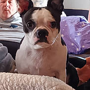 Cooper is registered to the contest to win money with this photo: dog, boston_terrier, pet, animal, face, ears, indoor, couch, man, person, relaxed, pillow, blanket, furniture, home, living_room, seated, looking, close_up, companion