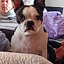 animal, blanket, boston_terrier, close_up, companion, couch, dog, ears, face, furniture, home, indoor, living_room, looking, man, person, pet, pillow, relaxed, seated