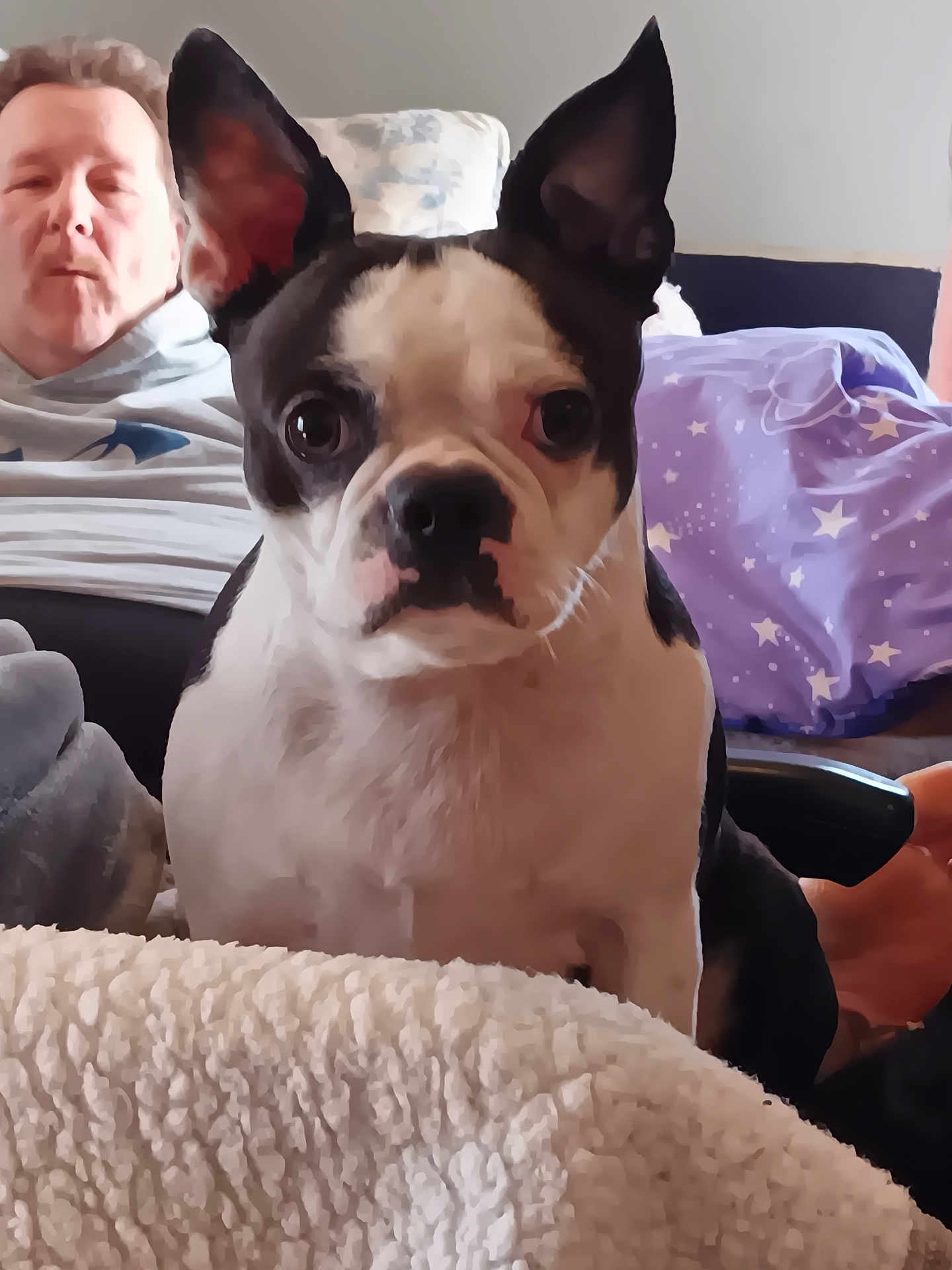 Cooper is registered to the contest to win money with this photo: dog, boston_terrier, pet, animal, face, ears, indoor, couch, man, person, relaxed, pillow, blanket, furniture, home, living_room, seated, looking, close_up, companion