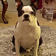 Cooper is registered to the contest to win money with this photo: animal, black, boston_terrier, canine, carpet, cozy, dog, ears, floor, furniture, home, indoor, pet, plastic_cup, rug, sitting, table_leg, water, white, yellow_bin