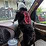 dog, black_and_white, harness, car_interior, dashboard, cup, window, side_mirror, seat, curious, pet, vehicle, leash, seat_cover, outdoor_view, house, yard, daylight, animal, companion