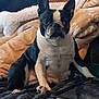 dog, boston_terrier, pet, blanket, tablet, person, bracelet, indoor, cozy, fur, sitting, black_and_white, paw, relaxed, couch, texture, comfort, resting, animal, companion