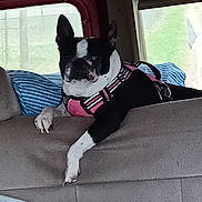 Lillie joined the competition — help win amazing prizes! dog, black_and_white, pink_harness, car_interior, seat, pillow, striped, window, resting, pet, animal, canine, furniture, blanket, relaxed, indoors, transportation, paw, muzzle, ears