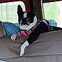 dog, black_and_white, pink_harness, car_interior, seat, pillow, striped, window, resting, pet, animal, canine, furniture, blanket, relaxed, indoors, transportation, paw, muzzle, ears