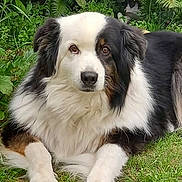 Lol participe au concours pour gagner de l'argent avec cette photo : dog, animal, pet, grass, outdoor, nature, fur, black_and_white, brown, canine, laying_down, ears, face, eyes, snout, paws, garden, leaf, greenery, calm