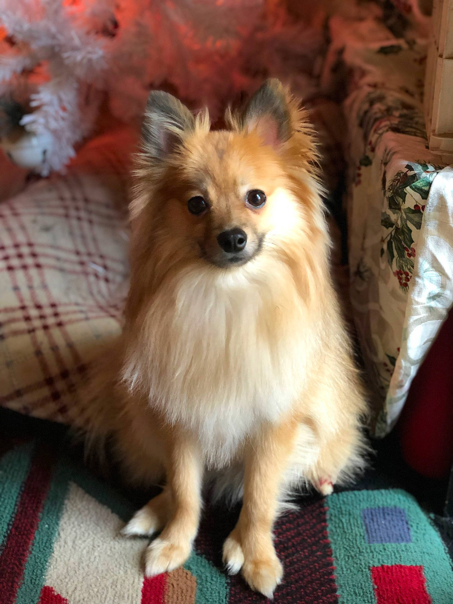 Clancy is registered to the contest to win money with this photo: canidae, carnivore, companion_dog, dog, dog_breed, fawn, fur, german_spitz, german_spitz_klein, german_spitz_mittel, liver, pattern, plaid, pomeranian, snout, spitz, sporting_group, tartan, toy_dog, whiskers