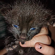 Jubee joined the competition — help win amazing prizes! kitten, black_fur, blue_eyes, hand, fingernails, chipped_nail_polish, close_up, pet, animal, young, cute, sleepy, paw, furry, whiskers, indoor, soft, tiny, fingers, holding