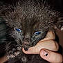 kitten, black_fur, blue_eyes, hand, fingernails, chipped_nail_polish, close_up, pet, animal, young, cute, sleepy, paw, furry, whiskers, indoor, soft, tiny, fingers, holding