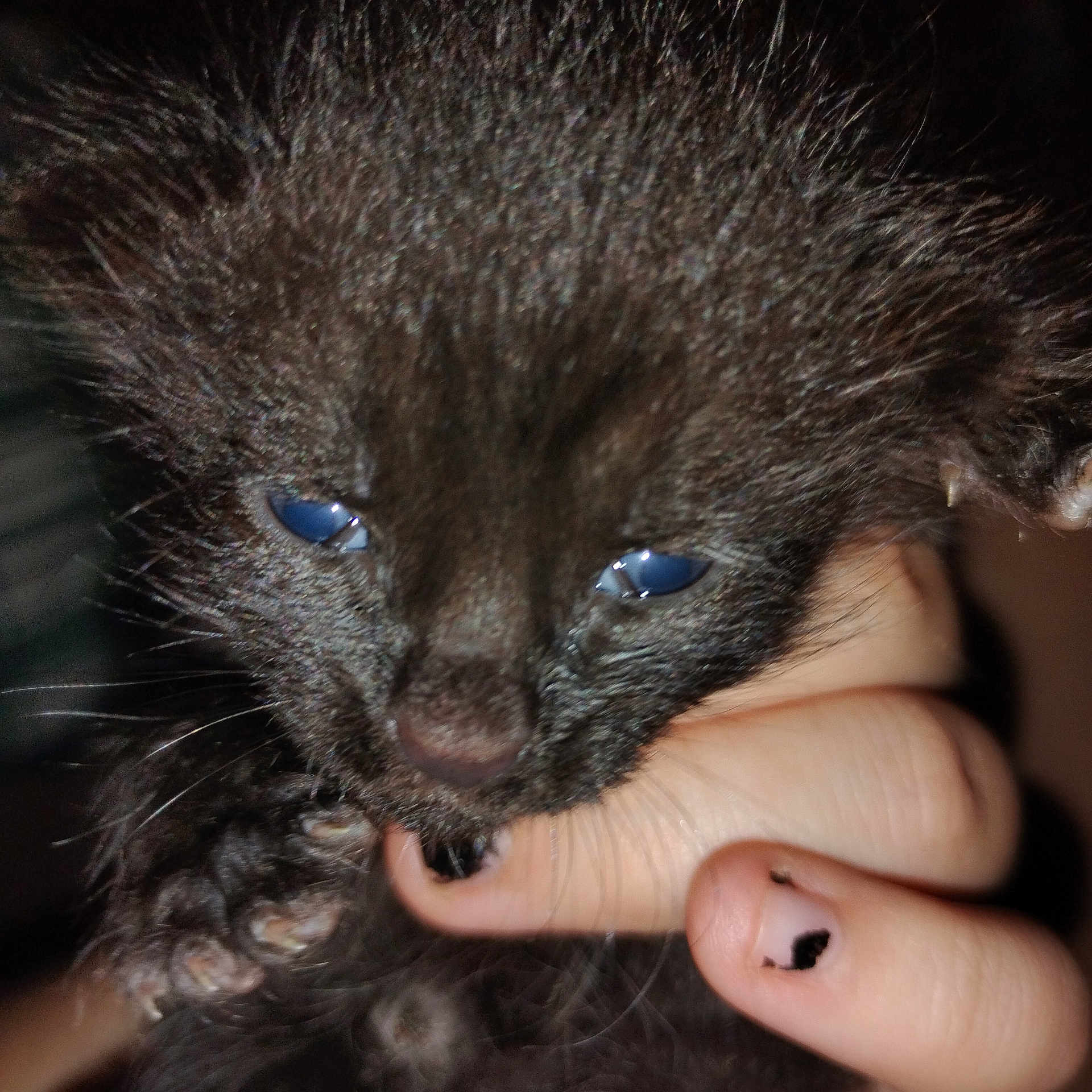 Jubee joined the competition — help win amazing prizes! kitten, black_fur, blue_eyes, hand, fingernails, chipped_nail_polish, close_up, pet, animal, young, cute, sleepy, paw, furry, whiskers, indoor, soft, tiny, fingers, holding
