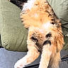 Choubaka a rejoint le concours — aidez-le/la à gagner de superbes lots ! cat, feline, sleeping, relaxed, fluffy, multicolored, orange, white, black, chair, cushion, indoor, pet, animal, fur, tail, paws, resting, cozy, comfort