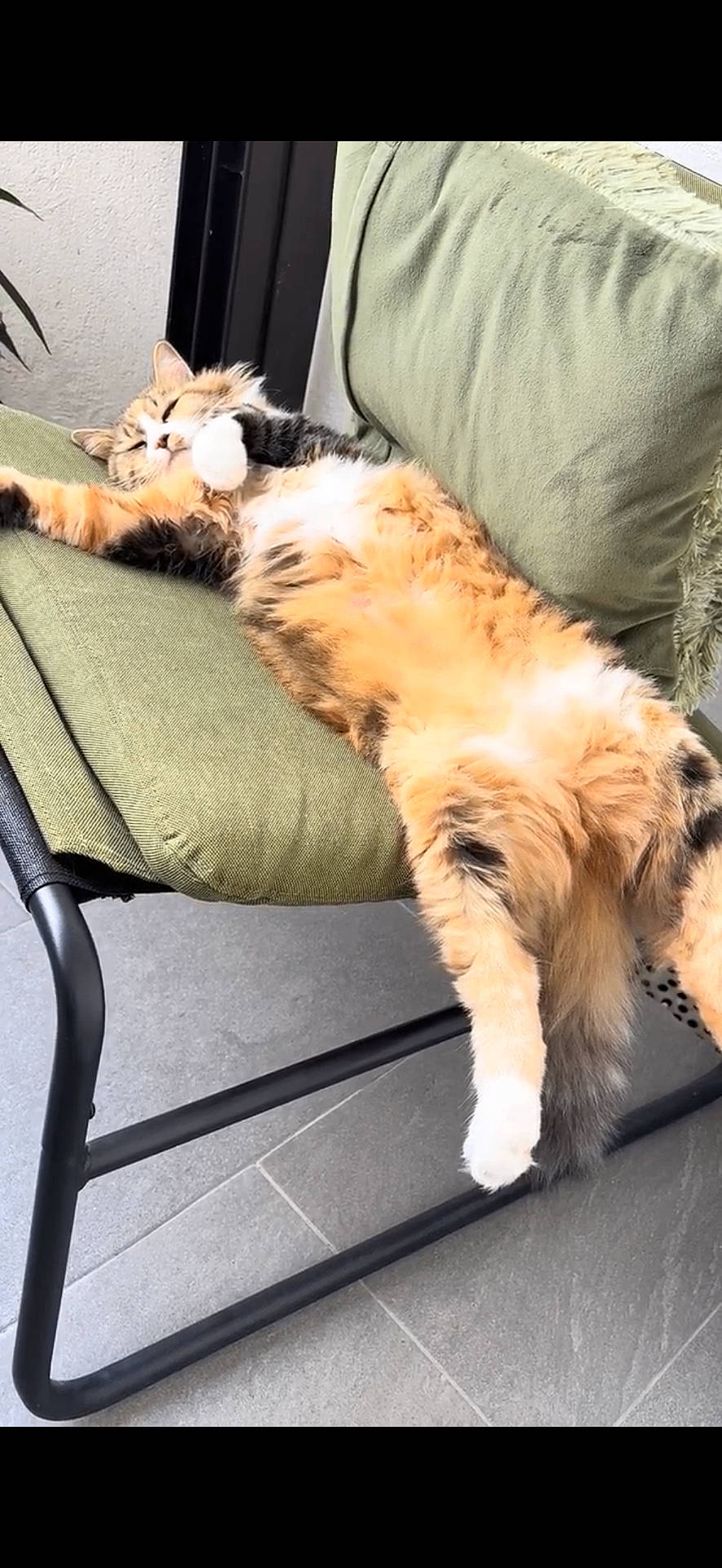 animal, calico_cat, cat, chair, cozy, cushion, cute, feline, floor, fluffy, fur, green_cushion, indoor, paws, pet, relaxing, resting, sleeping, tail, whiskers