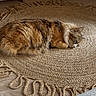 Choubaka participe au concours pour gagner de l'argent avec cette photo : cat, sleeping, indoor, rug, woven_rug, wooden_floor, cozy, furniture, corner, natural_light, peaceful, pet, fur, home, relaxing, animal, domestic_cat, mammal, floor, resting