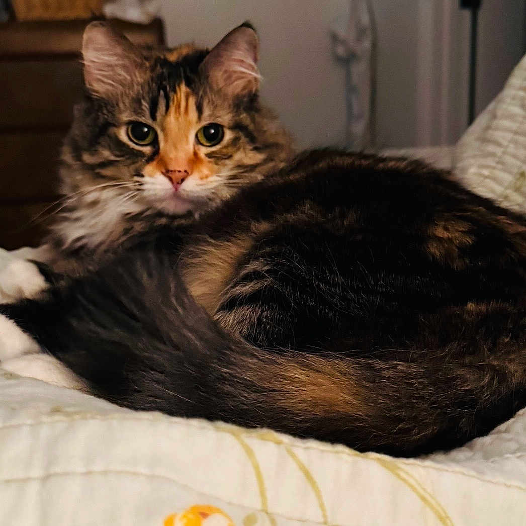 Sami is registered to the contest to win money with this photo: cat, calico, feline, pet, animal, fur, whiskers, eyes, ears, tail, quilt, bed, indoor, cozy, resting, cute, domestic, mammal, portrait, closeup