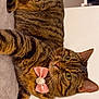 bed, blanket, bow, cat, closeup, cute, domestic_animal, ears, feline, fur, indoor, lying_down, mammal, pearl, pet, pink_bow, relaxed, striped, tabby, whiskers