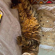 Joly participe au concours pour gagner de l'argent avec cette photo : animal, bed, cat, cozy, cute, domestic, fringe, fur, green_eyes, indoor, pattern, pet, pillow, quilt, relaxed, resting, sleeping, tabby, textile, whiskers