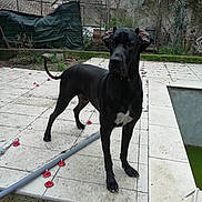 Falko a rejoint le concours — aidez-le/la à gagner de superbes lots ! dog, black_dog, great_dane, standing, outdoor, patio, tiles, pool, empty_pool, fence, yard, ears, paws, tail, concrete, moss, pipe, red_spacers, building, trees