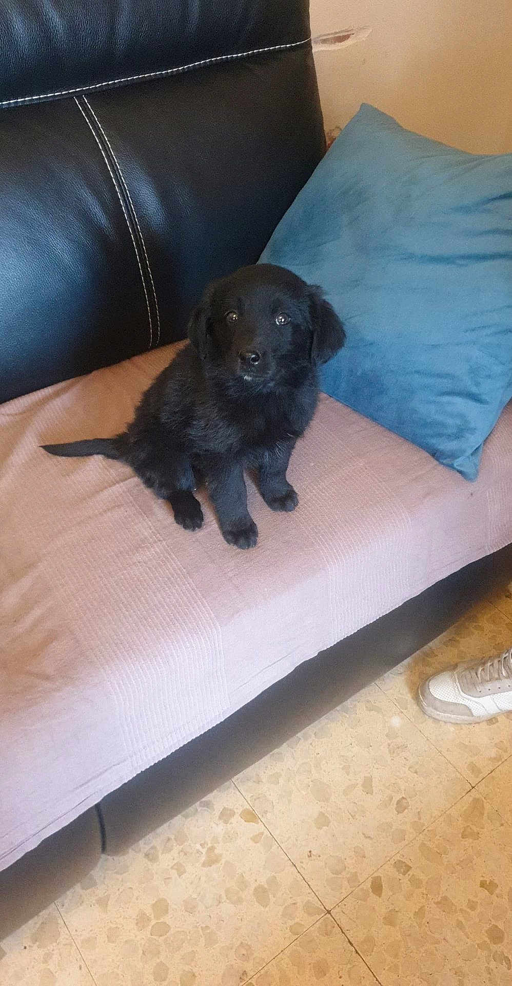 Thalya participe au concours pour gagner de l'argent avec cette photo : dog, puppy, black_dog, sitting, couch, sofa, leather_sofa, cushion, blue_pillow, blanket, tiled_floor, shoe, pet, domestic_animal, looking_at_camera, adorable, indoors, home_interior, fur, nose