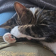 Pépite a rejoint le concours — aidez-le/la à gagner de superbes lots ! aquarium, blanket, cat, close_up, cozy, fur, gold_print, indoor, nap_time, paw, paw_pad, portrait, relaxation, sleeping, soft_texture, studded_clothing, tabby_cat, tshirt, whiskers, white_paws