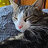 Pépite participe au concours pour gagner de l'argent avec cette photo : blanket, cabinet, cat, close_up, cozy, curled_paw, domestic_cat, fur, furniture, indoor, nap, paw, pet, pink_nose, portrait, relaxation, sleeping, soft_texture, tabby, whiskers