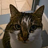 Tigra participe au concours pour gagner de l'argent avec cette photo : brown_fur, cat, close_up, doorway, ears, feline, fur, green_eyes, indoor, looking_at_camera, low_light, nose, pet, portrait, shadow, sitting, tabby_cat, tile_floor, whiskers, white_fur
