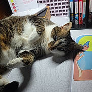 Tigra a rejoint le concours — aidez-le/la à gagner de superbes lots ! art_supplies, books, bookshelf, cat, close_up, coloring_book, cozy, desk, fur, indoor, lamp, page, paint_by_numbers, pattern, paw, pet, relaxed, ruler, shadow, tabby_cat