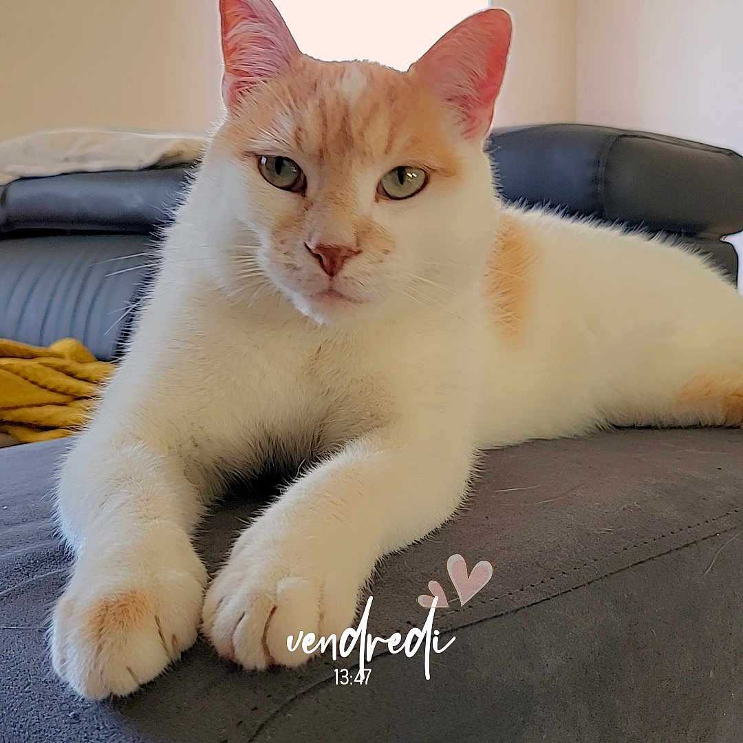 Prince a rejoint le concours — aidez-le/la à gagner de superbes lots ! abyssinian, angora, animal, architecture, bed, blanket, building, cat, couch, cushion, furniture, homedecor, indoors, interiordesign, kitten, livingroom, manx, pet, room, siamese