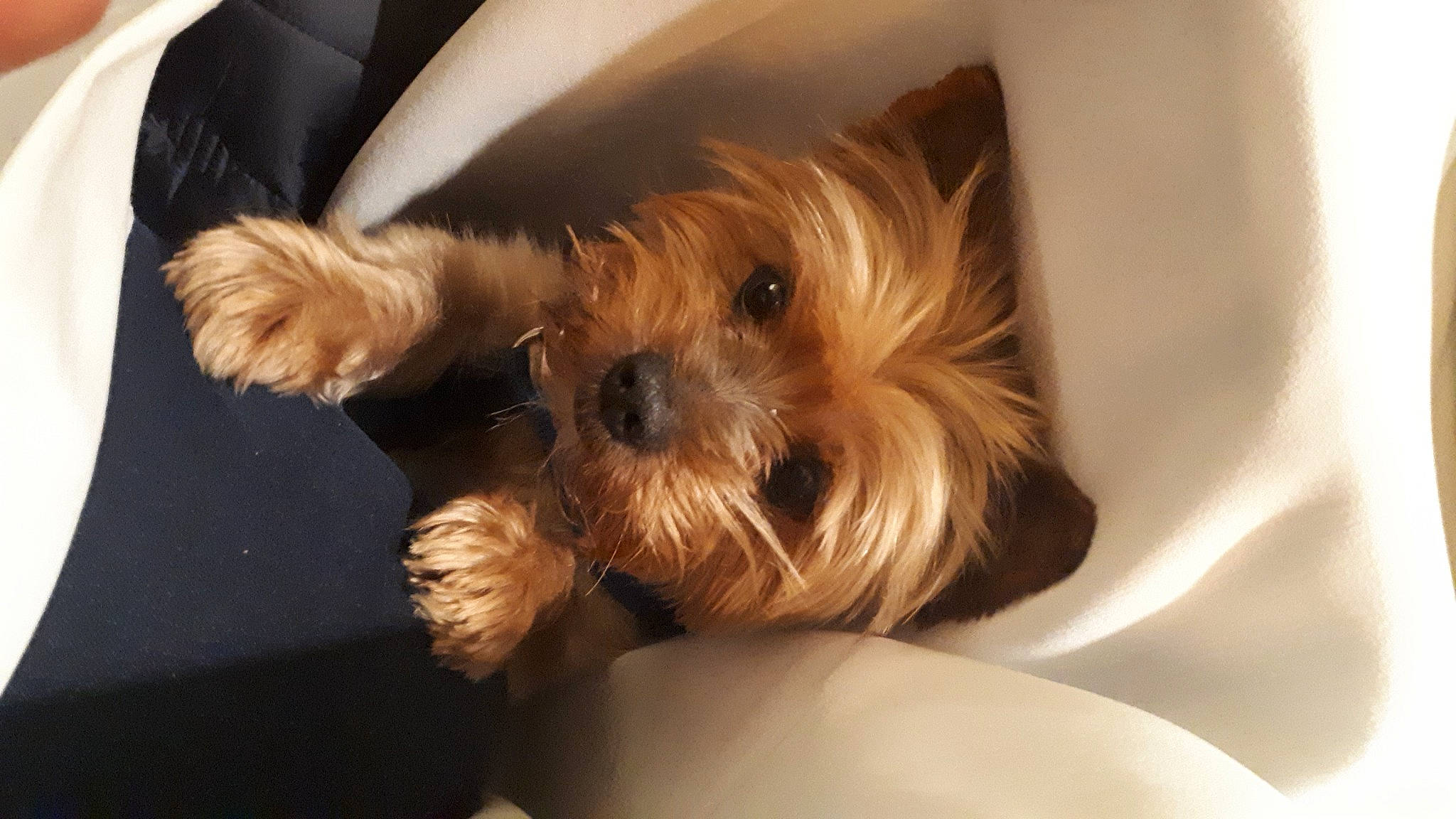 Haka participe au concours pour gagner de l'argent avec cette photo : biewer_terrier, canidae, carnivore, companion_dog, dog, dog_breed, dog_supply, fawn, fur, liver, maltepoo, non_sporting_group, puppy, small_terrier, snout, sporting_group, terrier, toy_dog, working_animal, yorkipoo