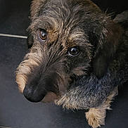 Archie participe au concours pour gagner de l'argent avec cette photo : dog, pet, scruffy, fur, brown, black, indoor, looking_up, floor, tile, closeup, cute, animal, canine, whiskers, ears, nose, portrait, companion, friendly