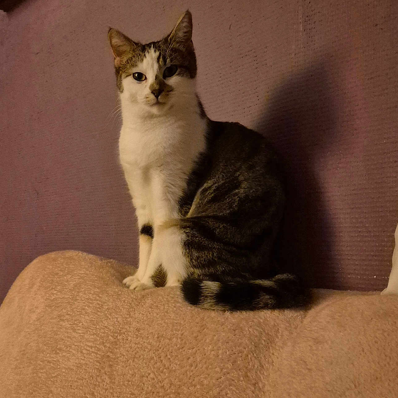 Vitamine a rejoint le concours — aidez-le/la à gagner de superbes lots ! abyssinian, angora, animal, architecture, armchair, building, cat, chair, couch, cushion, egyptiancat, furniture, homedecor, kitten, manx, person, pet, siamese, sleeping, wall