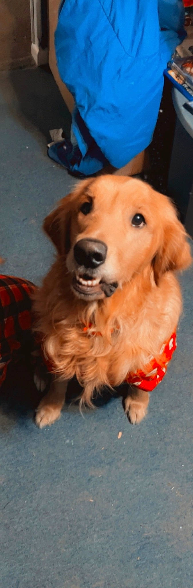 Champ joined the competition — help win amazing prizes! canidae, carnivore, companion_dog, dog, dog_breed, dog_clothes, dog_supply, dog_toy, event, fawn, fur, gun_dog, orange, paw, plaid, retriever, snout, sporting_group, tartan, working_animal