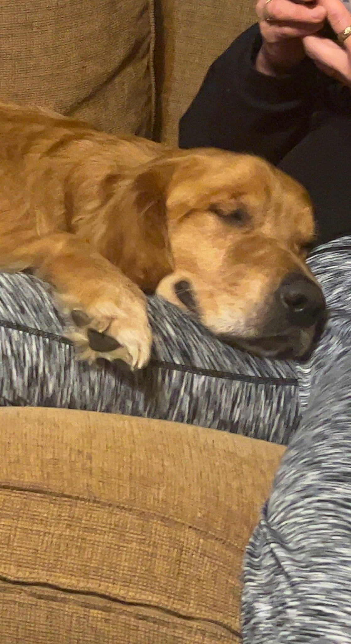 Champ joined the competition — help win amazing prizes! canidae, carnivore, comfort, companion_dog, dog, dog_breed, dog_supply, fawn, fur, hardwood, linens, nap, pet_supply, retriever, snout, sporting_group, terrestrial_animal, wood, working_animal