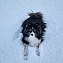 dog, snow, blue_eyes, black_and_white, fluffy, animal, pet, outdoor, winter, fur, tail, lying_down, curious, canine, nature, cold, playful, portrait, mammal, looking_up