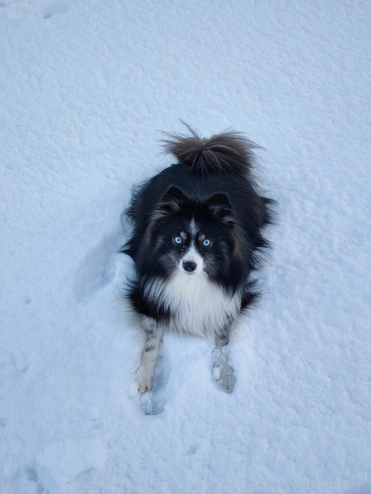 Ukha participe au concours pour gagner de l'argent avec cette photo : dog, snow, blue_eyes, black_and_white, fluffy, animal, pet, outdoor, winter, fur, tail, lying_down, curious, canine, nature, cold, playful, portrait, mammal, looking_up