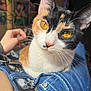 Batman joined the competition — help win amazing prizes! calico_cat, cat, close_up, golden_eyes, whiskers, denim, blue_jeans, pet, domestic_cat, fur, animal, indoor, resting, curious, portrait, person_hand, soft_light, background_blur, companionship, cozy