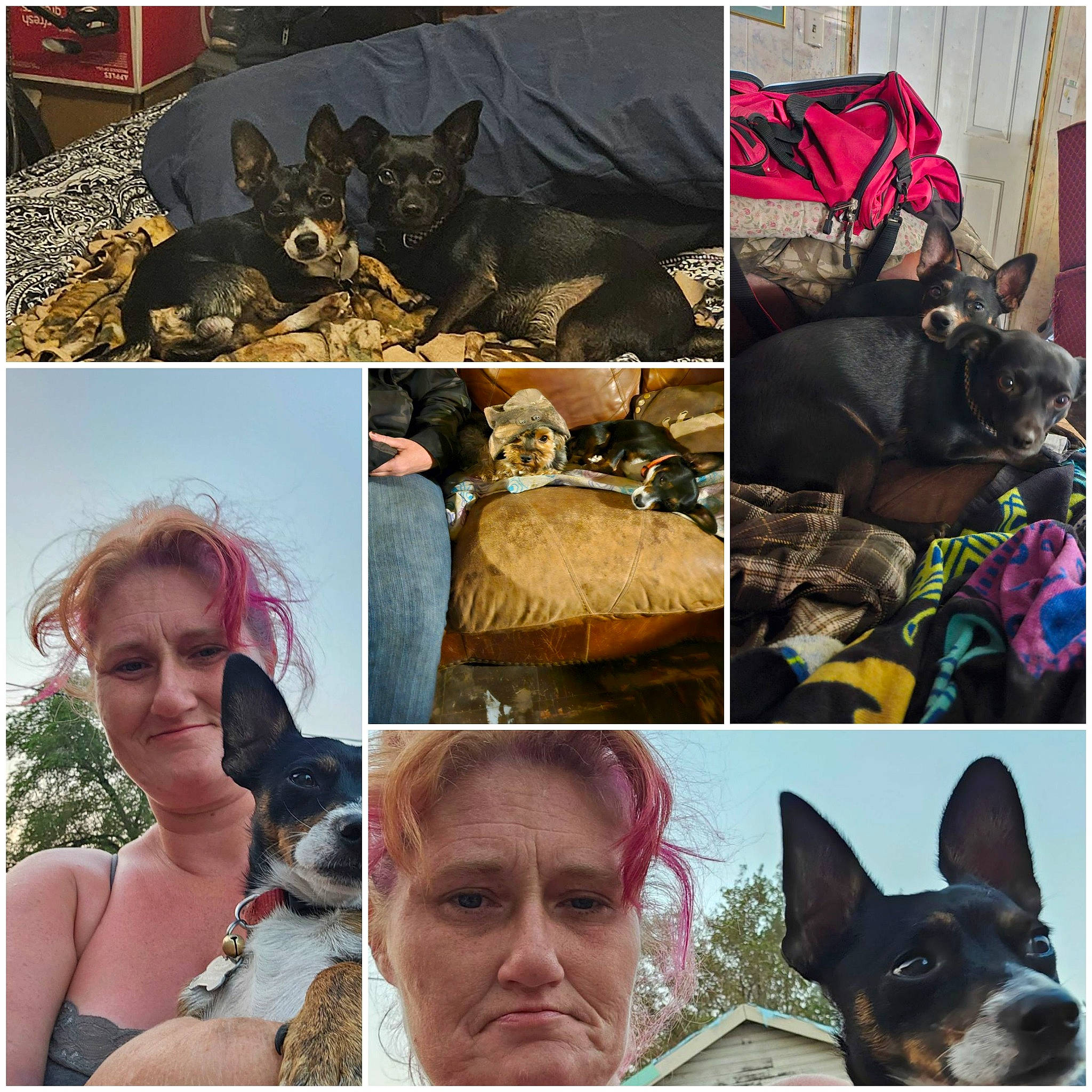 Mister is registered to the contest to win money with this photo: adaptation, art, beauty, carnivore, collage, companion_dog, dog, dog_breed, fawn, happy, landscape, mammal, neck, organ, photograph, plant, selfie, snapshot, travel, working_animal