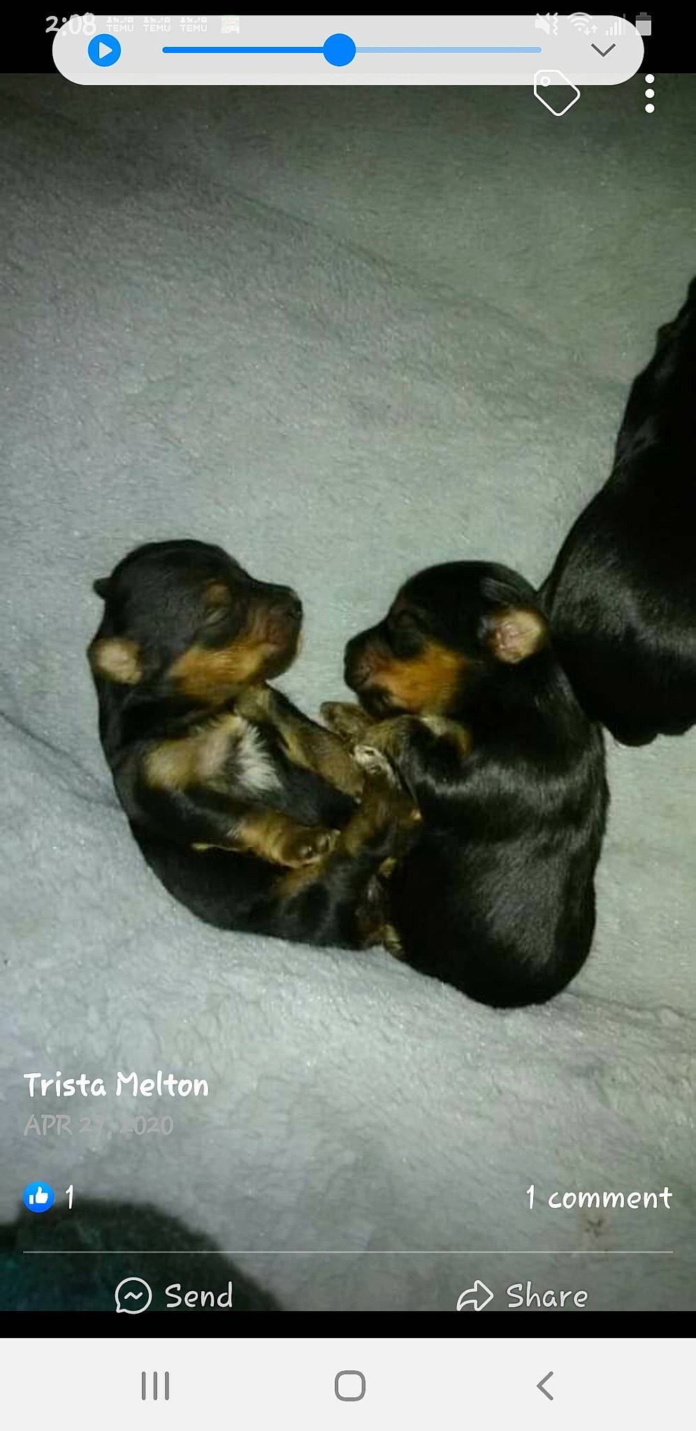 Mister joined the competition — help win amazing prizes! canidae, carnivore, comfort, companion_dog, dog, dog_breed, fur, guard_dog, liver, nap, paw, puppy, sleep, snout, tail, terrestrial_animal, working_dog