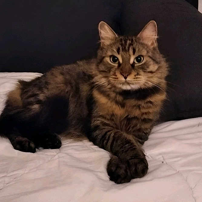 Princesse participe au concours pour gagner de l'argent avec cette photo : abyssinian, angora, animal, bed, blanket, brasssection, cat, couch, cushion, egyptiancat, furniture, hardwood, homedecor, horn, indoors, kitten, manx, musicalinstrument, pet, snout