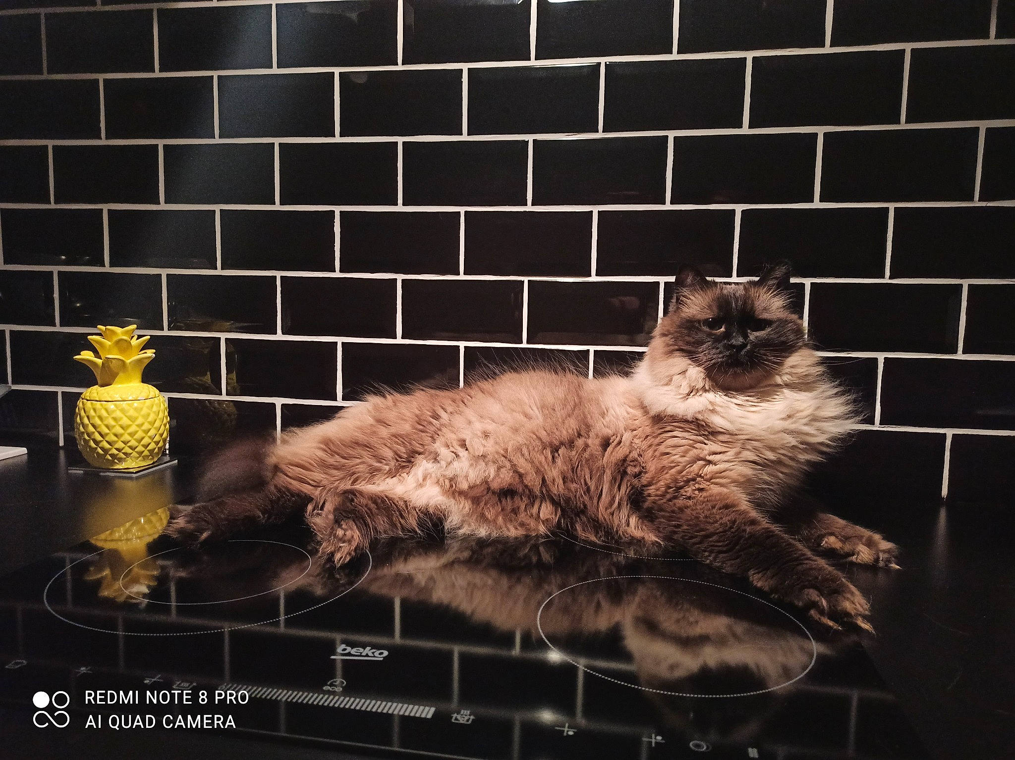 Niska a rejoint le concours — aidez-le/la à gagner de superbes lots ! art, black, brick, carnivore, cat, darkness, domestic_short_haired_cat, felidae, flash_photography, fur, grey, mammal, rectangle, small_to_medium_sized_cats, tail, tints_and_shades, vertebrate, whiskers, window, wood