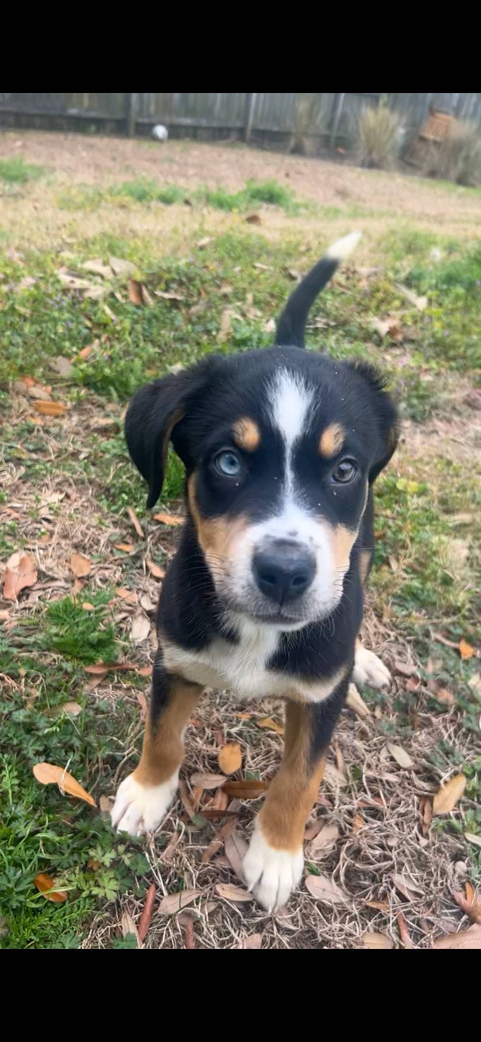 Mavis is registered to the contest to win money with this photo: art, canidae, carnivore, companion_dog, dog, dog_breed, grass, herding_dog, hunting_dog, plant, puppy, snout, soil, sporting_group, terrestrial_animal, whiskers, working_animal, working_dog