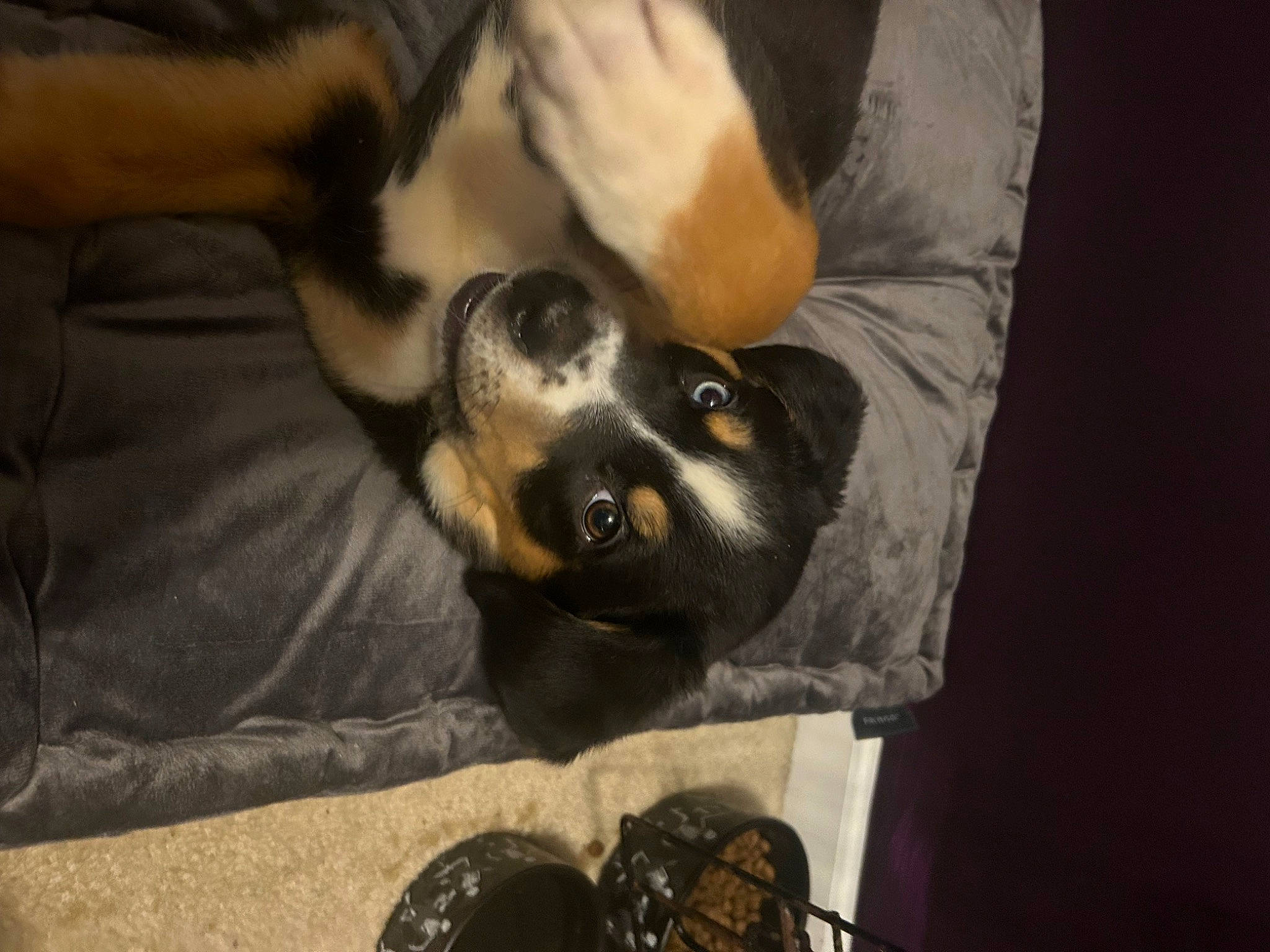 Mavis joined the competition — help win amazing prizes! claw, comfort, companion_dog, dog, dog_breed, fur, human_leg, nap, non_sporting_group, paw, snout, tail, toy_dog, whiskers