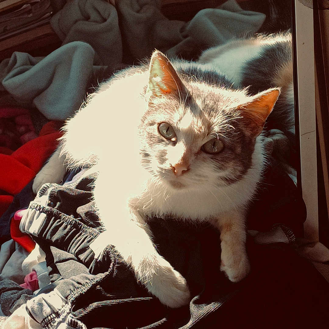 Stella