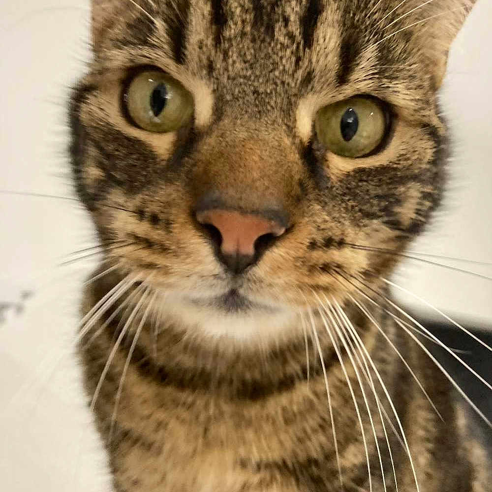 Pepette a rejoint le concours — aidez-le/la à gagner de superbes lots ! abyssinian, angora, animal, cat, egyptiancat, kitten, manx, pet, snout