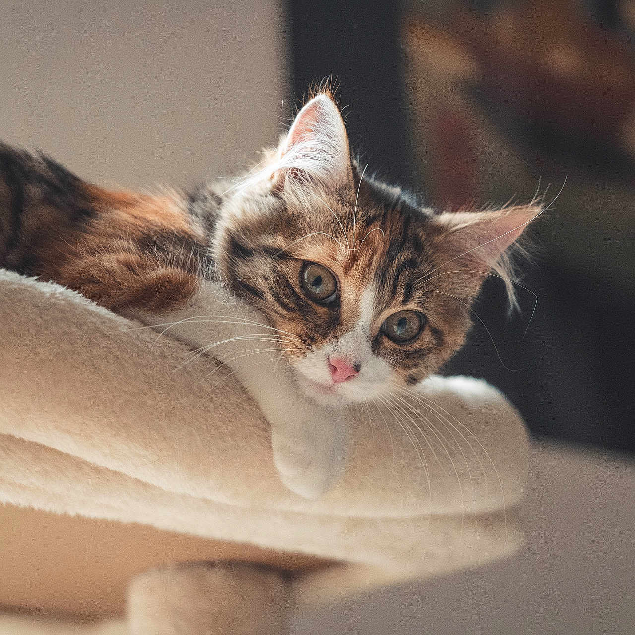 Chouquie